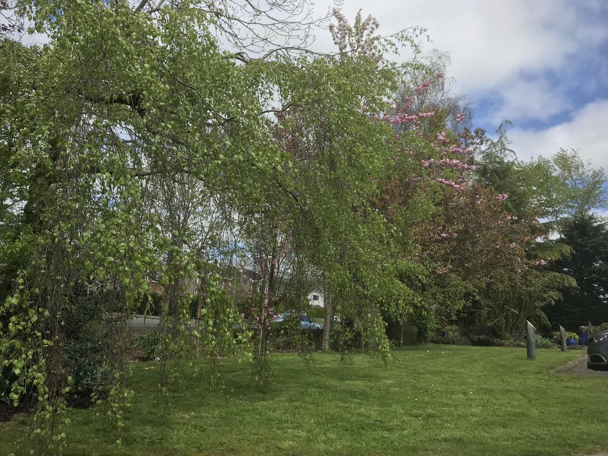 Bramble Lodge Blarney Eksteriør bilde